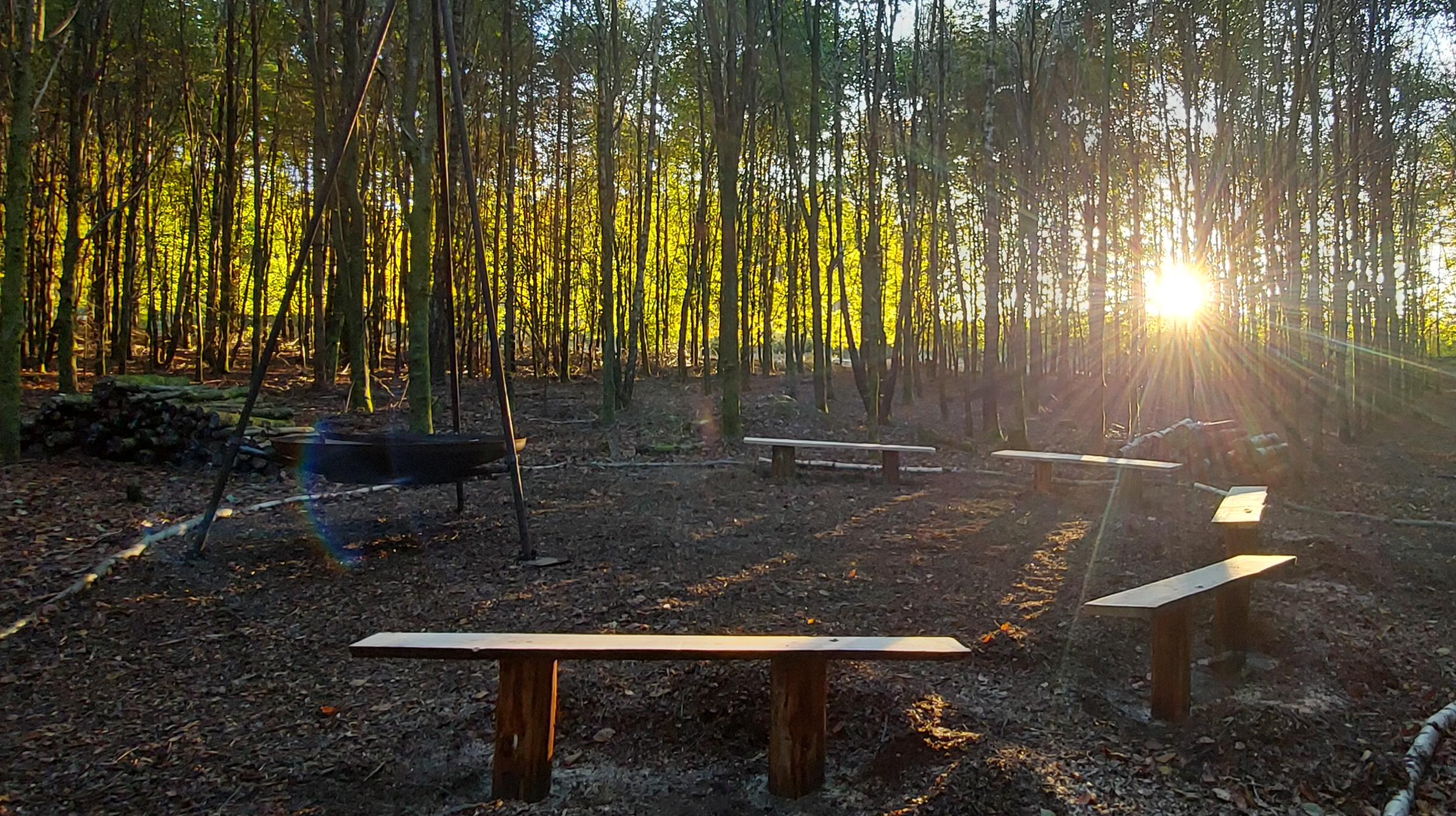Clairière-foret-cinéraire