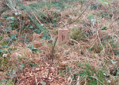 Plantations pour le défunt