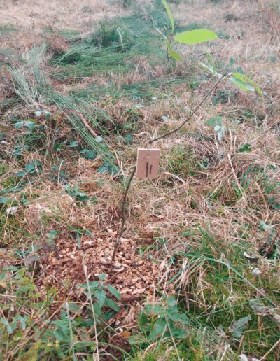 Plantations pour le défunt