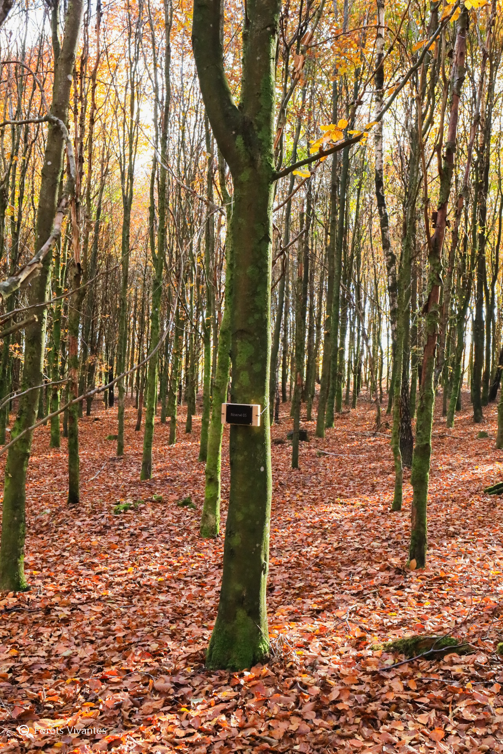 réservation emplacement