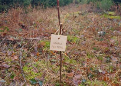 Boom voor Maria 2025