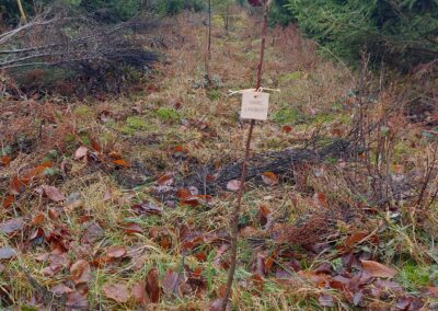 arbre planté en 2025 pour Marc Lambert