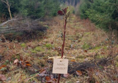Alisier Torminal planté en 2025 pour Marc Lambert