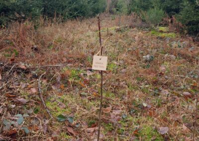 Boom voor Maria 2025