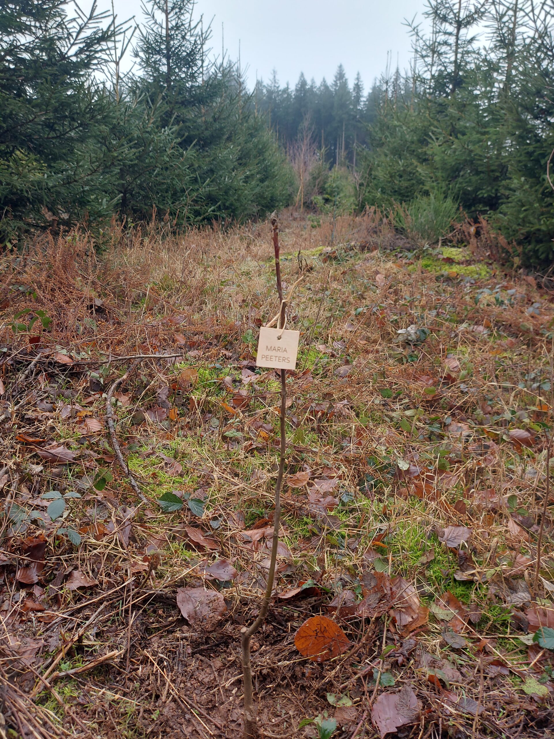 Boom voor Maria 2025