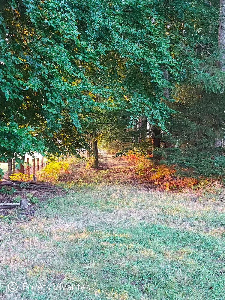 balade dans les bois