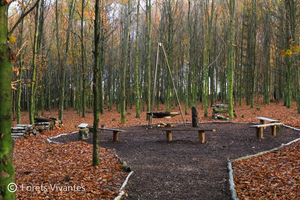 Clairière-foret-cinéraire